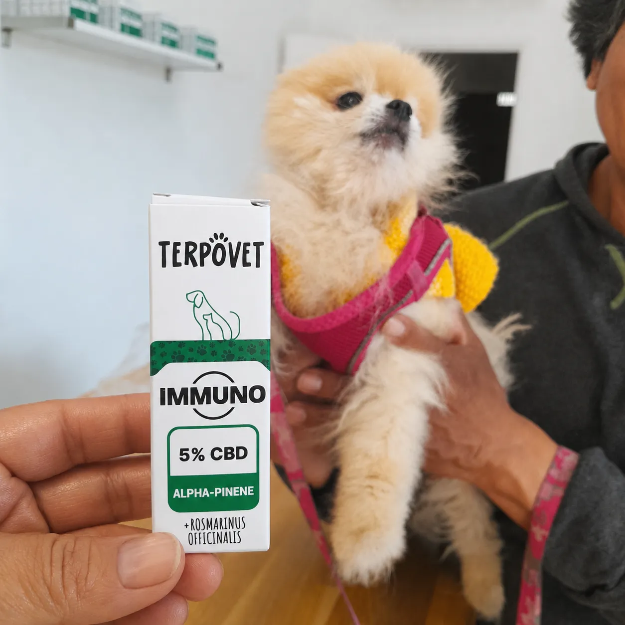 Pomerania con abrigo amarillo y TerpoVet Immuno 5% CBD
